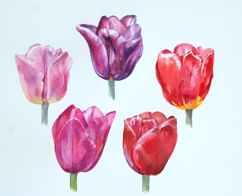 tulips Duns2 copy